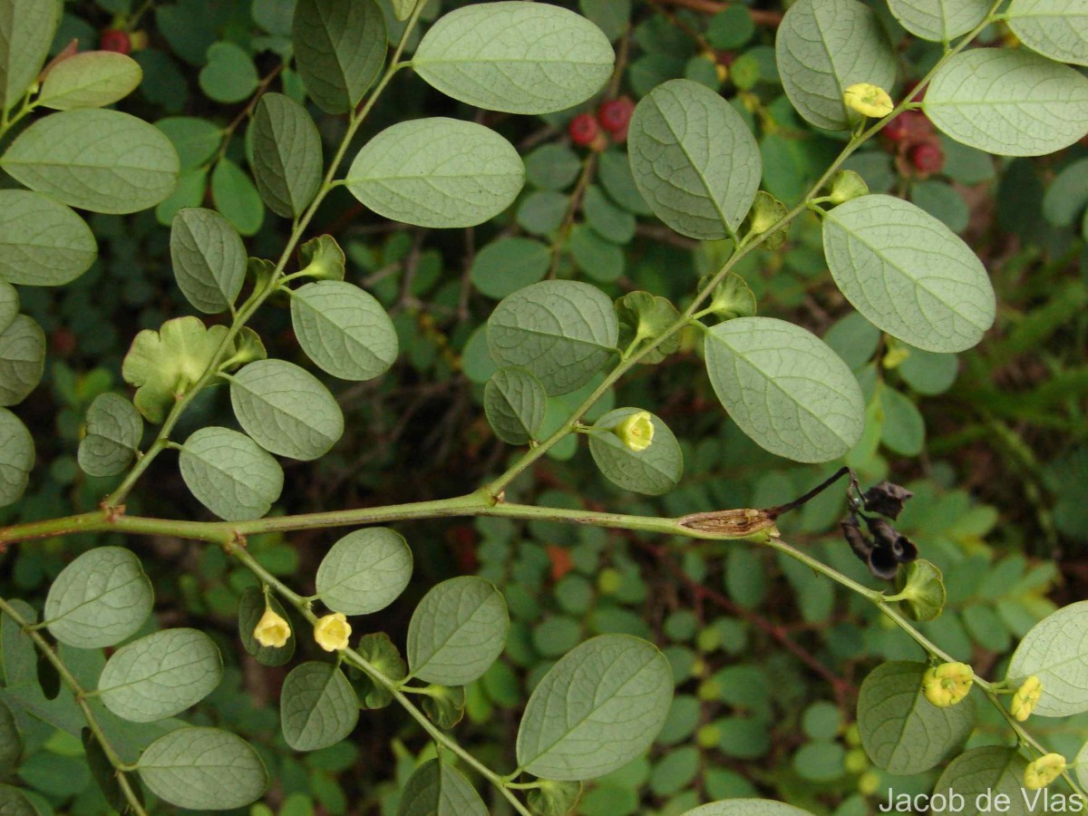 Phyllanthus retusus Dennst.
